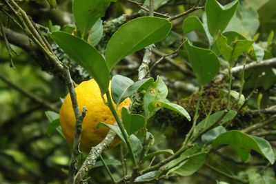 Close-up of yellow flowers