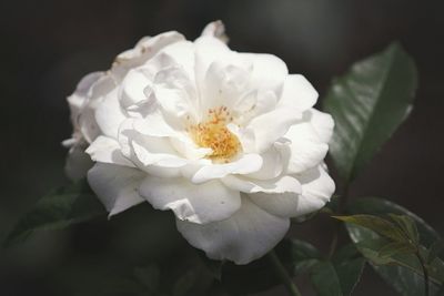 Close-up of white rose