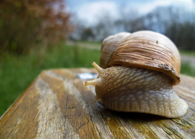 Close-up of snail on wood