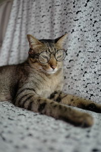 Close-up of cat resting