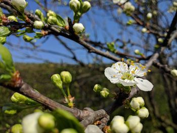 Close-up of flowers growing on tree