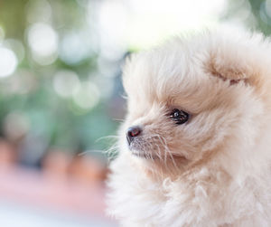 Close-up of a dog looking away