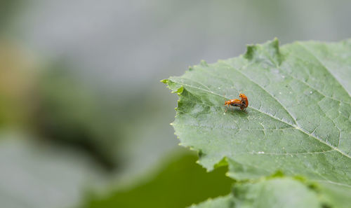 Close-up of insect on leaf