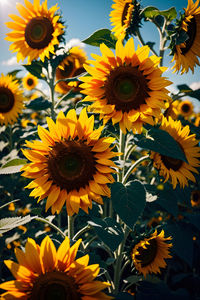 sunflower