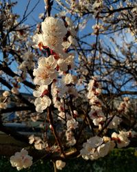 Low angle view of cherry blossom tree