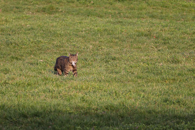 Cat looking away on field