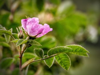 Close-up of pink flowering plant leaves