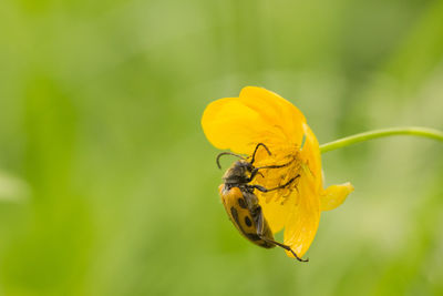 Close-up of bee pollinating on yellow flower