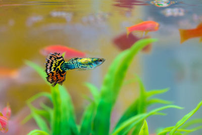 Close-up of fish swimming in sea