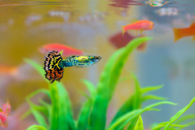 Close-up of fish swimming in sea