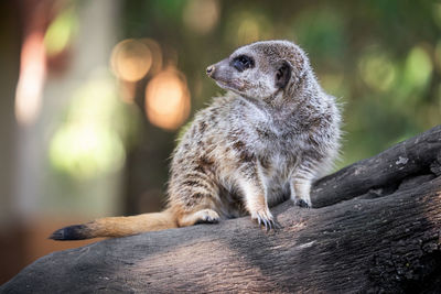 Close-up of a meerkat looking away