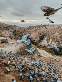 Flock of birds flying over rocks