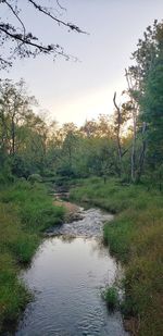 Scenic view of river in forest against sky