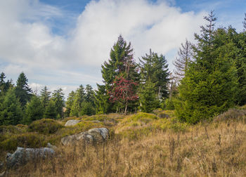 Trees on field against sky