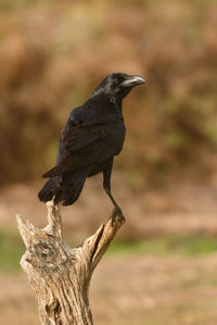 Close-up of bird perching on a tree