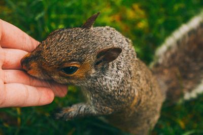 Close-up of cropped hand touching squirrel on field