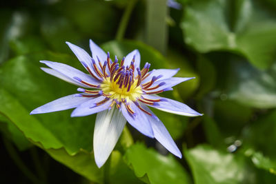 Close-up of purple flower