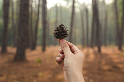 Close-up of hand holding plant