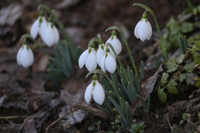 Spring flowers