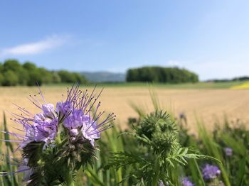 Close-up of purple flowering plant on field against sky