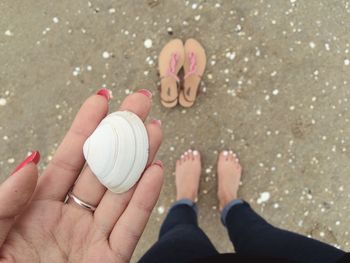 Close-up of hand holding seashells