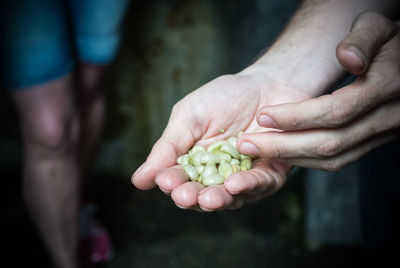 Cropped image of hands carrying seeds