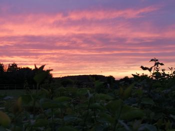 Plants growing on field against sky during sunset