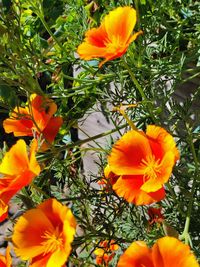 Close-up of yellow flowering plant