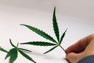 Cropped hand holding plant against white background