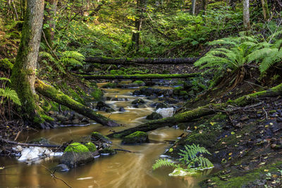 Plants growing by river in forest