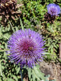 Close-up of purple thistle flower in field