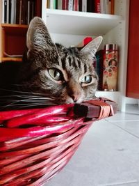 Close-up of cat resting on red wicker basket