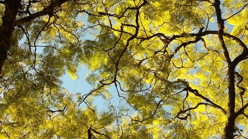 Low angle view of trees in forest during autumn