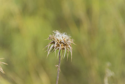 Close-up of wilted dandelion against blurred background