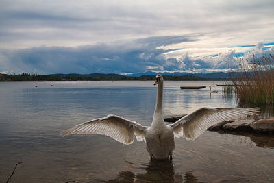 View of swan in lake against cloudy sky