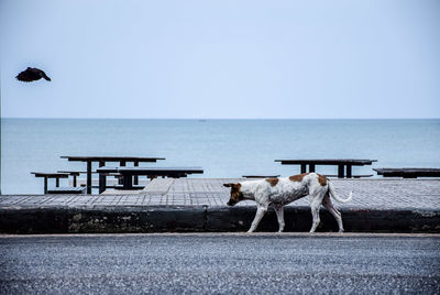 View of dogs on sea shore against sky