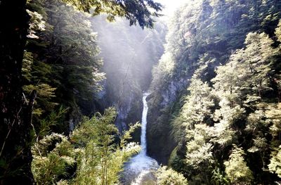 Scenic view of waterfall in forest