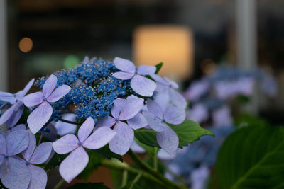 Close-up of purple hydrangea flowers