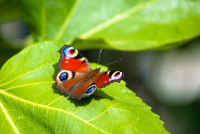 Close-up of ladybug on leaf