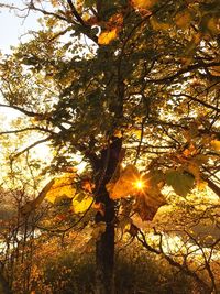 Sun shining through trees