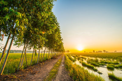 Scenic view of agricultural field against sky during sunset