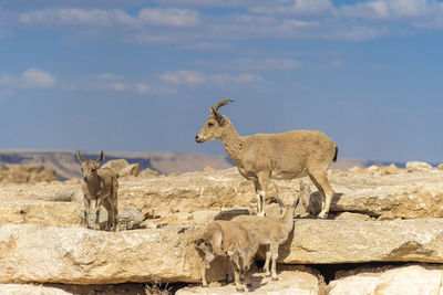 Capra ibex nubiana, nubian ibexes family near mitzpe ramon