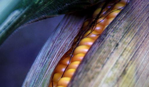 Macro shot of fruit on plant