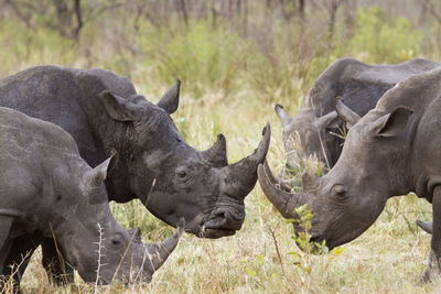 Rhinoceros standing on field against sky