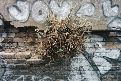 Brick wall with brick wall