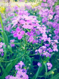 Close-up of pink flowers blooming in field