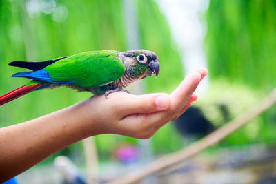 Cropped image of hand holding bird