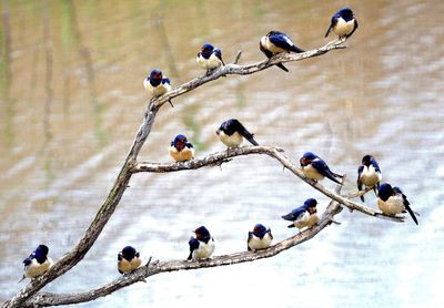 Swallows perching on branch by river