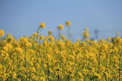 Yellow flowering plants on field