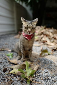 Portrait of a cat sitting outdoors
